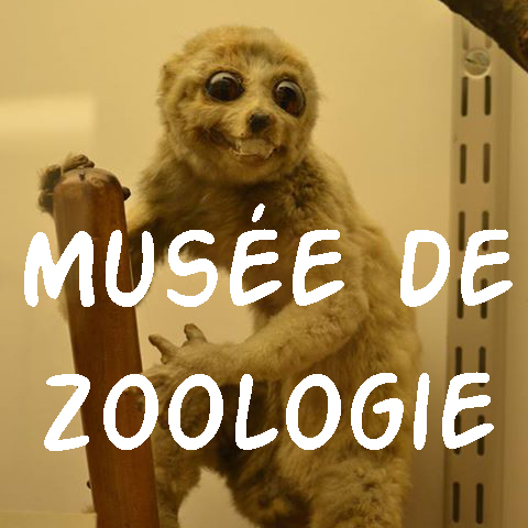 Musée de Zoologie